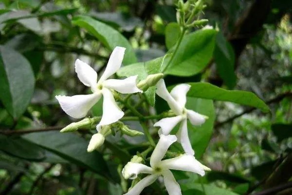 北方四季常青又耐寒的花树有哪些？
