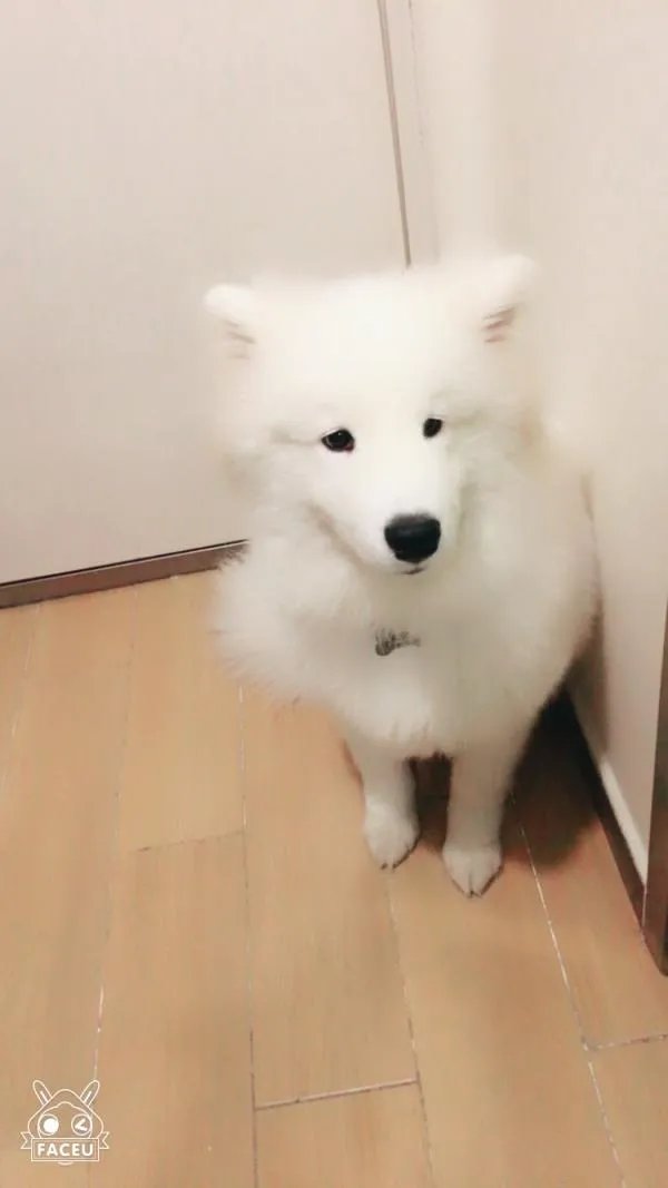 萨摩耶到底有多蠢?