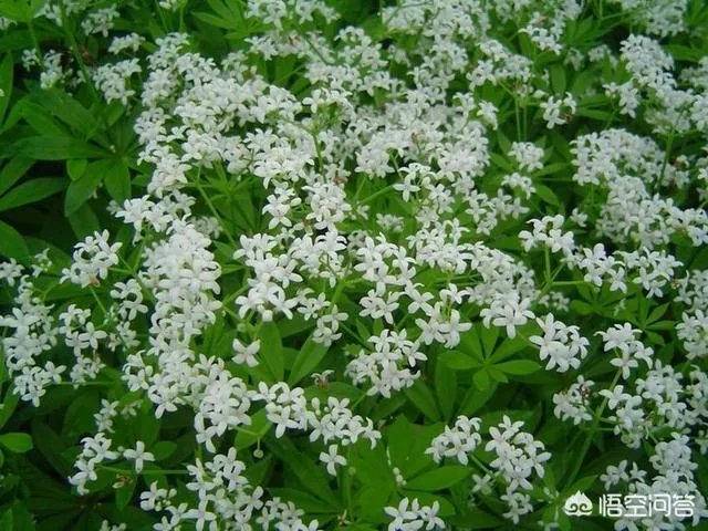 茜草科有哪些植物?