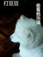 萨摩耶到底有多蠢?
