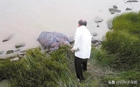 1965年黄河巨鳖事件是不是真实的?有何依据?