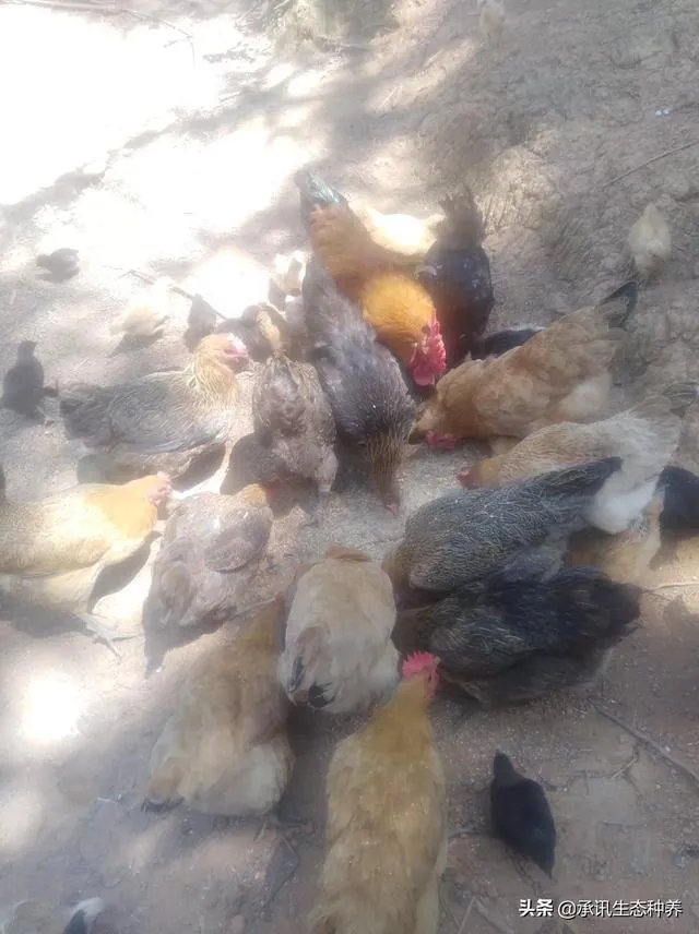 两家土鸡养殖场能挨在一起吗？
