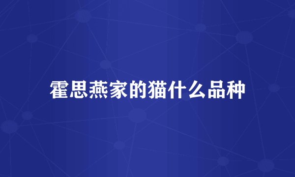 霍思燕家的猫什么品种