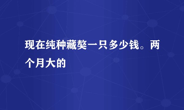 现在纯种藏獒一只多少钱。两个月大的