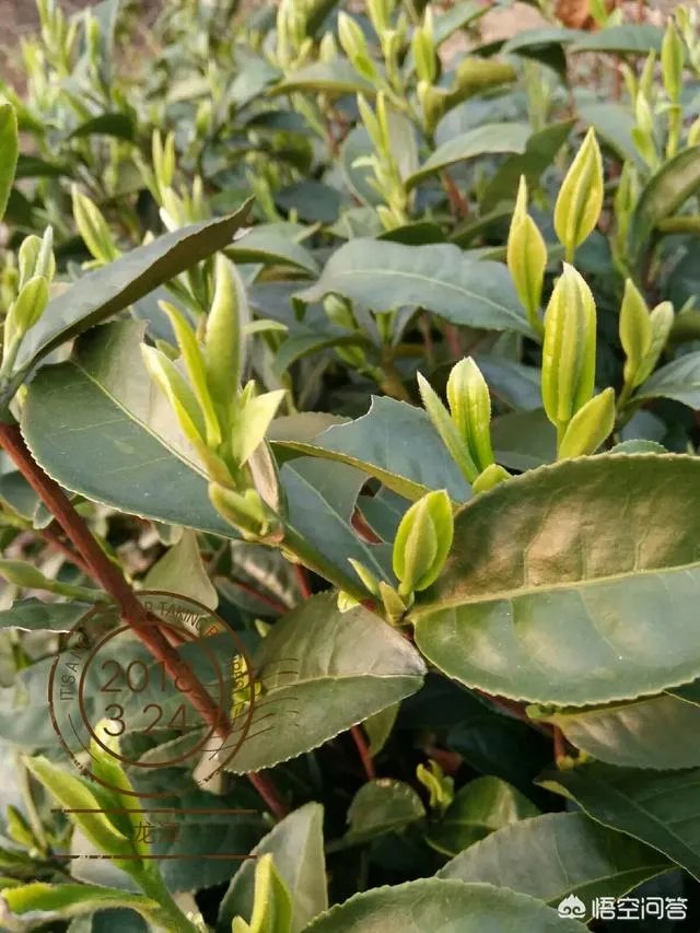 孕妇能经常喝毛尖茶吗?