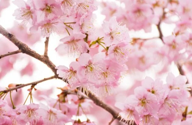 2021成都青白江樱花节是什么时候 成都青白江樱花节起止时间表