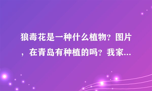 狼毒花是一种什么植物？图片，在青岛有种植的吗？我家里也有一棵说是狼毒花，不知道是不是？