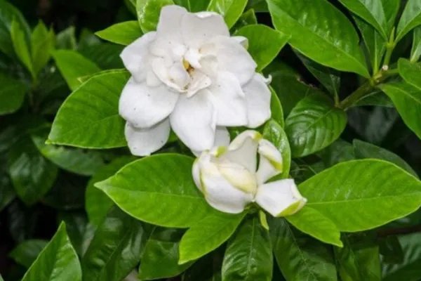 北方四季常青又耐寒的花树有哪些？