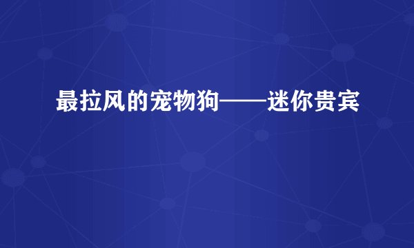 最拉风的宠物狗——迷你贵宾