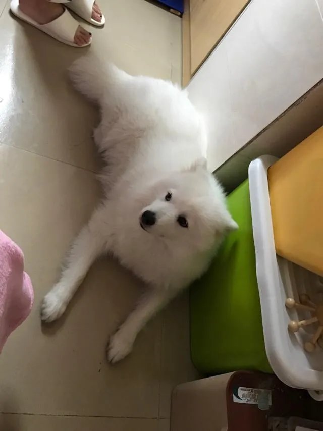 萨摩耶到底有多蠢?