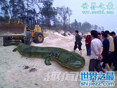 挖掘机挖出16米长巨蛇,权威揭秘真相(图)