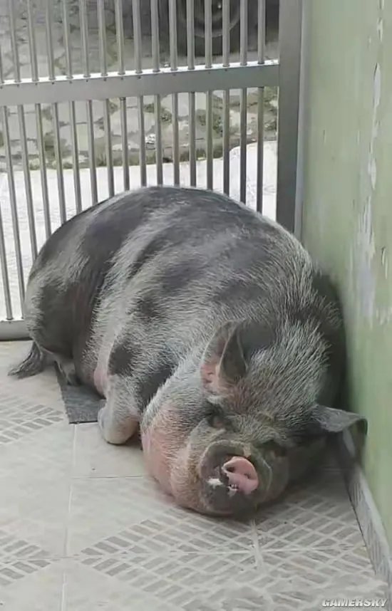 女子的迷你宠物猪养成500斤大肥猪 虽然被骗但继续养了下去