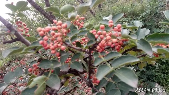 今年花椒树狂枝多怎么办?