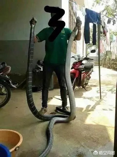 蛇怕烟油