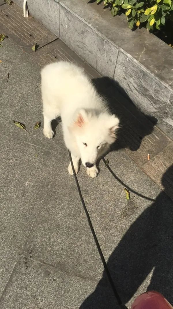 萨摩耶到底有多蠢?
