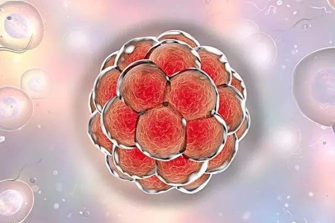 试管可以别人赠卵吗-试管可以用别人的卵子吗？