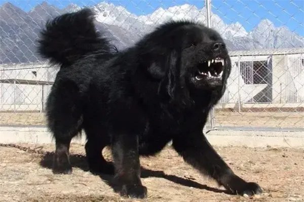 十大最护主的狗，中华田园犬上榜，第九一生只认一个主人