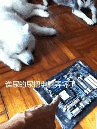 萨摩耶到底有多蠢?