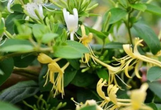 北方四季常青又耐寒的花树有哪些？