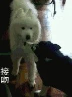 萨摩耶到底有多蠢?