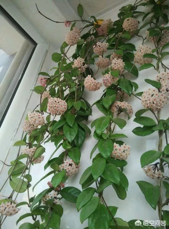 下图这是什么花？
