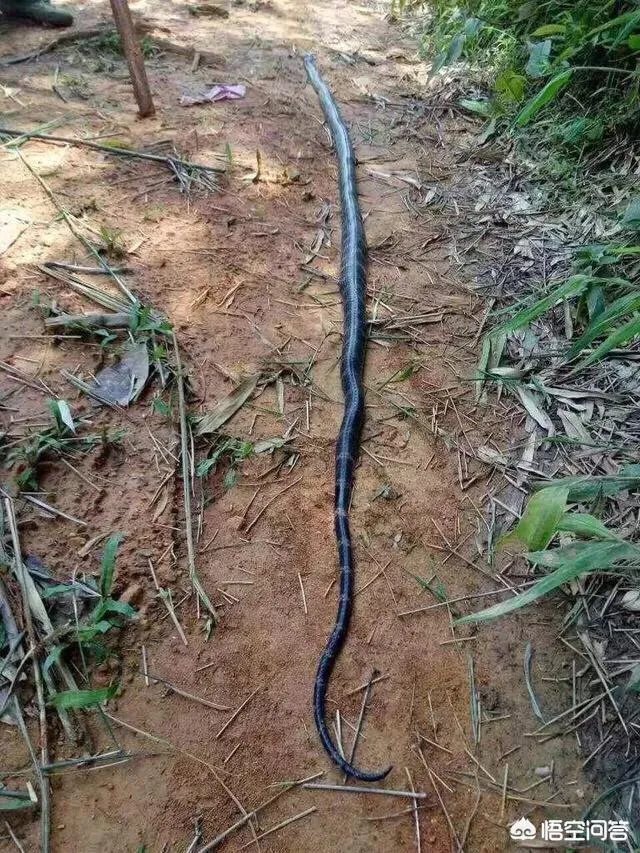 蛇怕烟油