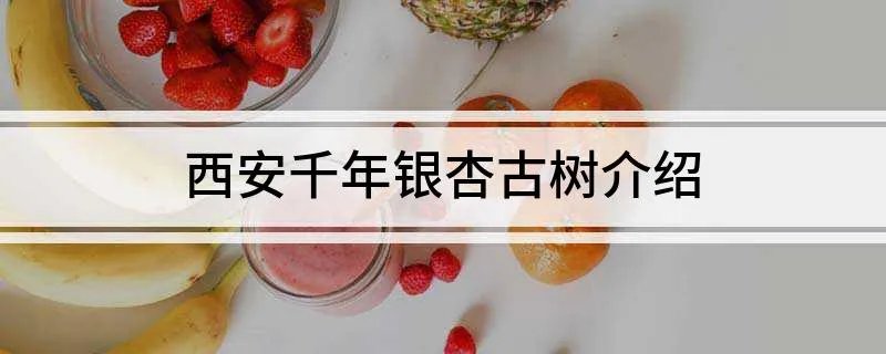 西安千年银杏古树介绍
