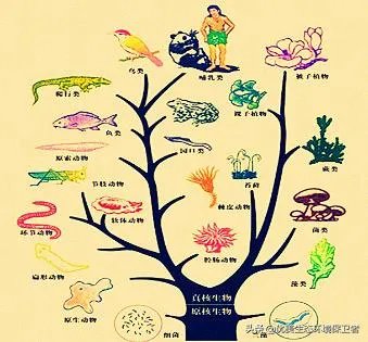 如果达尔文的进化论是正确的，人类最后会进化成什么模样？