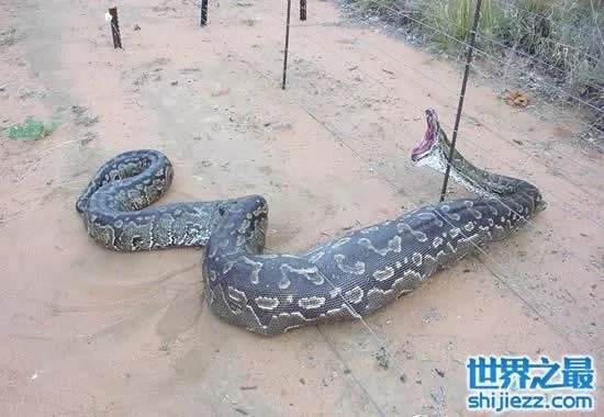 挖掘机挖出16米长巨蛇,权威揭秘真相(图)