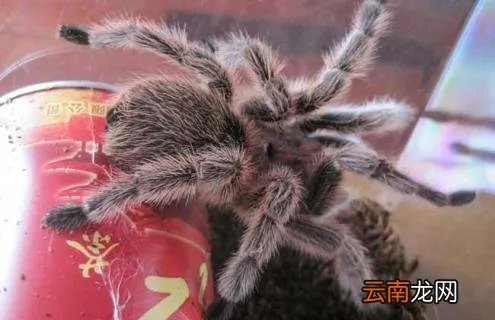 火玫瑰蜘蛛寿命是多长