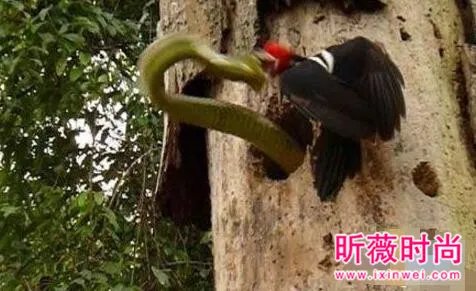 啄木鸟大战3米长毒蛇 下一幕轰动世界(图)