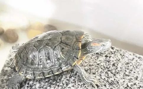 读《乌龟也上网》有感