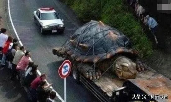 1965年黄河巨鳖事件是不是真实的?有何依据?