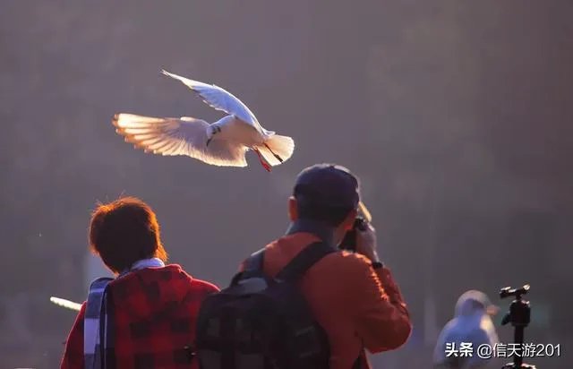 过年去云南旅游，合适吗？