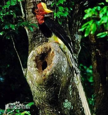 文玩 鹤顶红