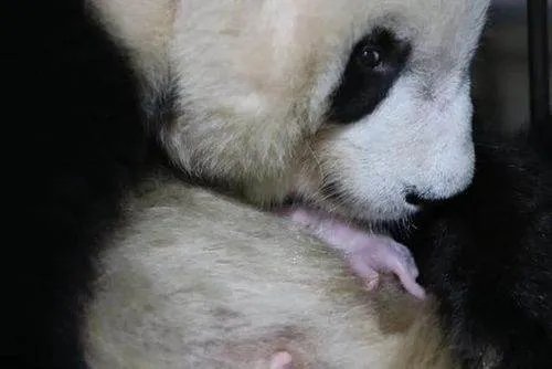 秦岭大熊猫四世同堂的