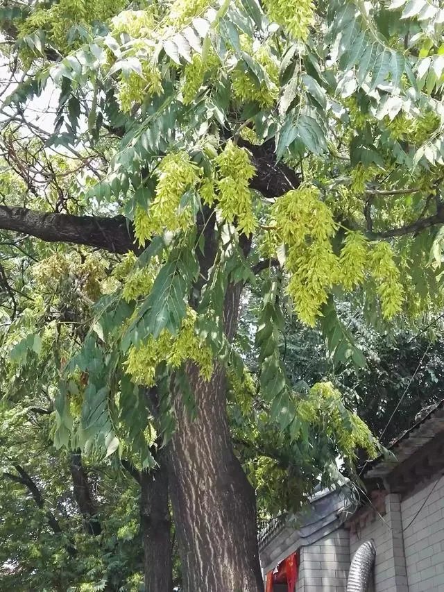 春芽树和香椿的区别