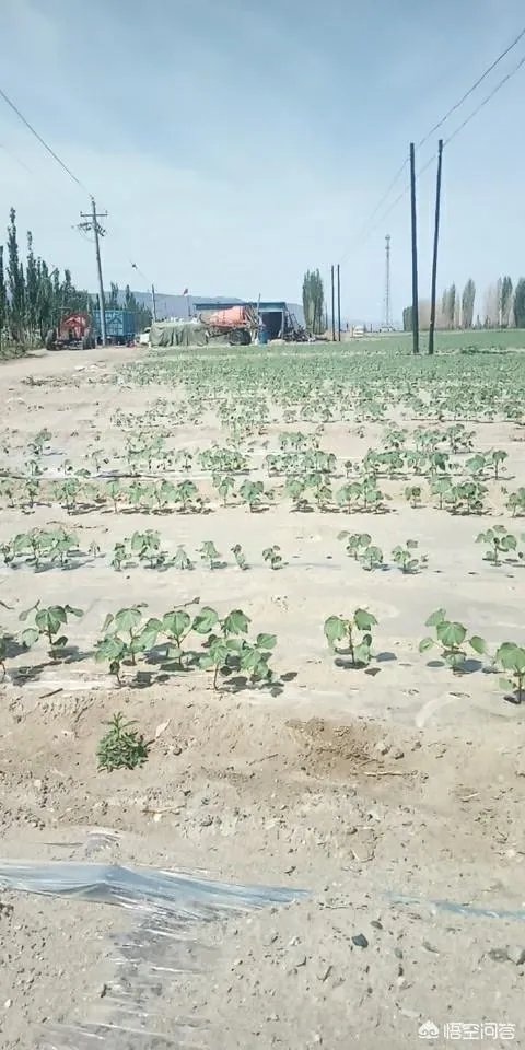 今年棉花价格走势会持续下跌吗?有没有对策?