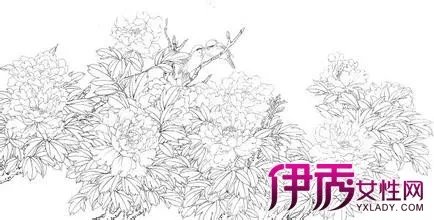 工笔画牡丹白描图片欣赏