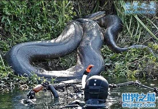 挖掘机挖出16米长巨蛇,权威揭秘真相(图)