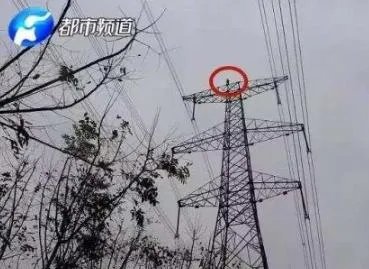 男孩爬上高压线塔:只因跟家人赌气不想活了