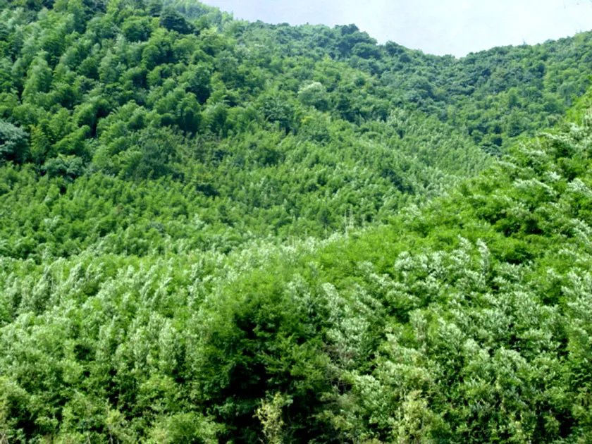 中泰乡的介绍