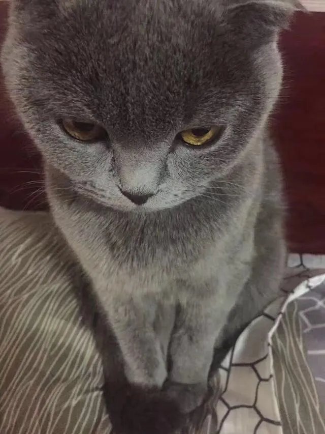 当你的猫或者狗狗去世之后,你还会再养吗?