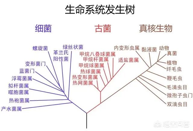 有没有可能地球是人类的监狱？我们却是外星物种，恐龙被我们清场了？