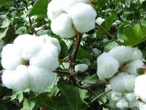 今年棉花价格走势会持续下跌吗?有没有对策?