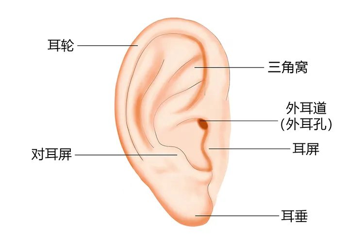 耳朵形状图