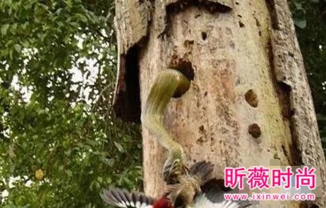 啄木鸟大战3米长毒蛇 下一幕轰动世界(图)