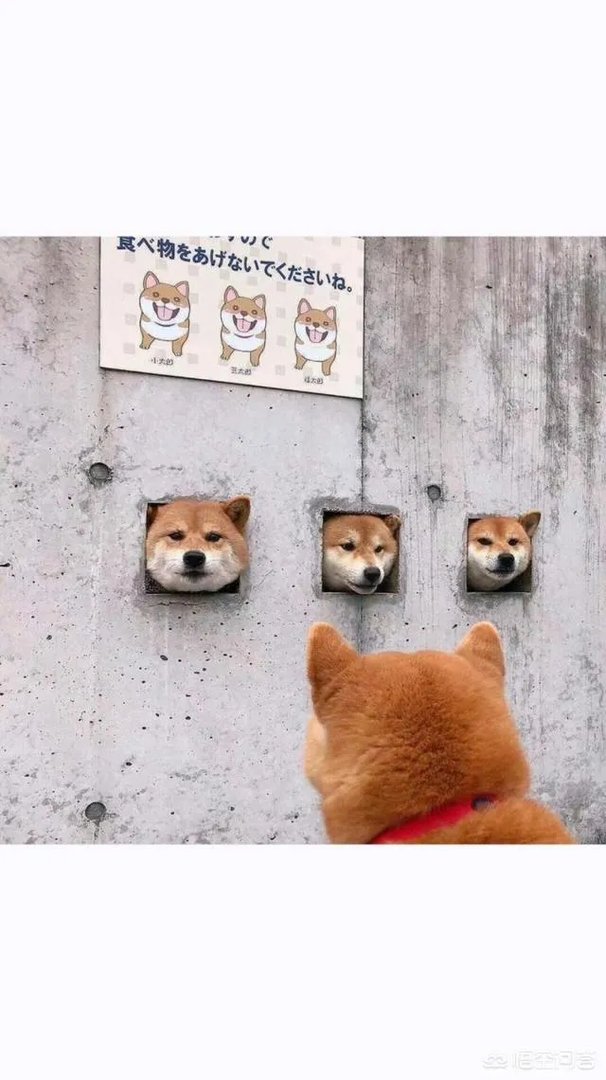 有哪些搞笑的手机壁纸?