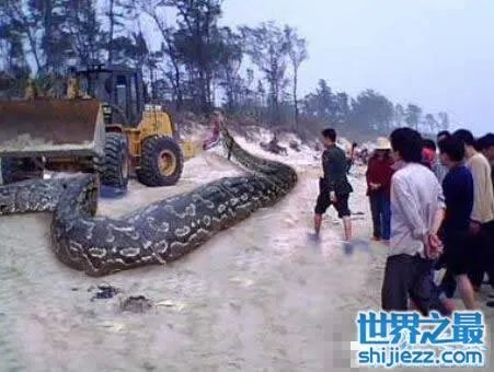 挖掘机挖出16米长巨蛇,权威揭秘真相(图)