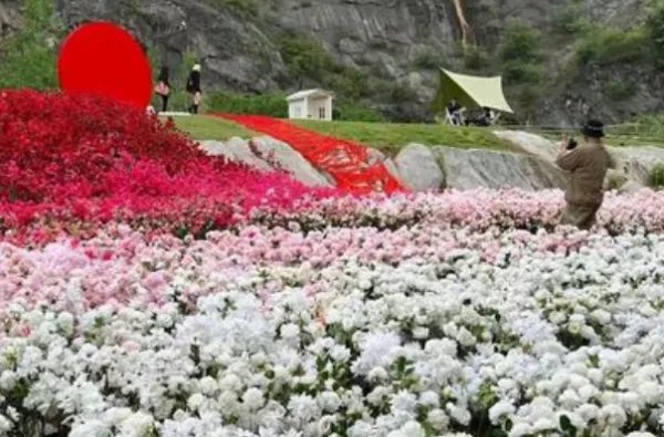 杭州一男子花费近30万摆花海求婚,你见过最豪华的求婚是什么?